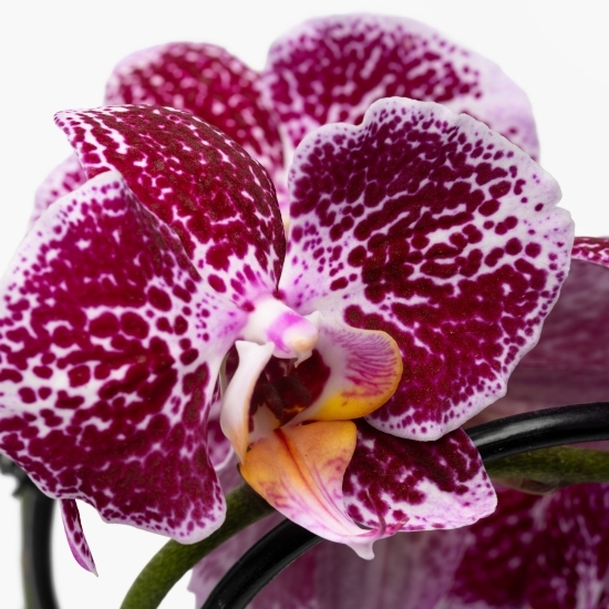 Orhidee 2 stem, diverse culori