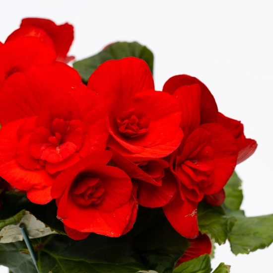 Begonie diferite culori (floare în ghiveci)