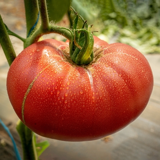 Roșii de grădină România, dulci și suculente 1kg