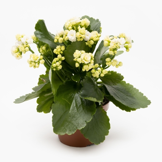 Floare kalanchoe, 12cm, diverse culori