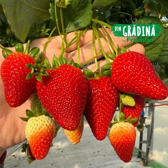 Căpșune de Teslui 500g