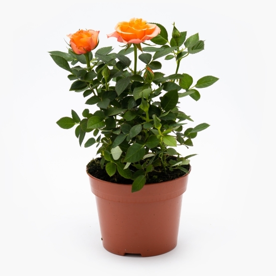 Trandafir în ghiveci 10.5cm, diferite culori (floare în ghiveci)
