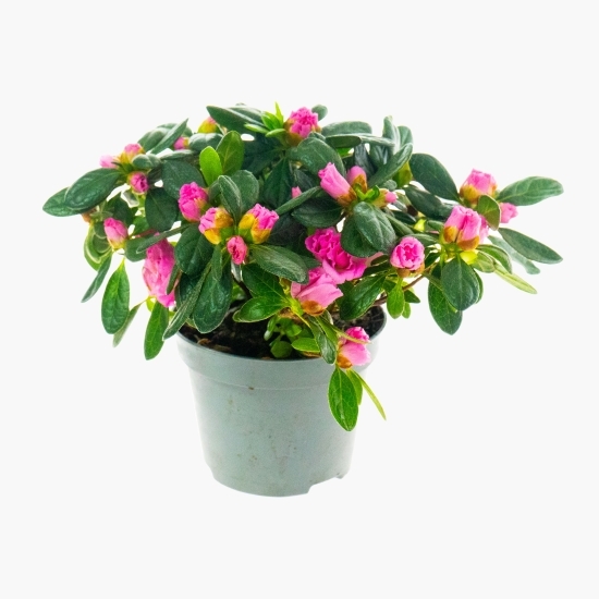Floare azalee 10.5cm