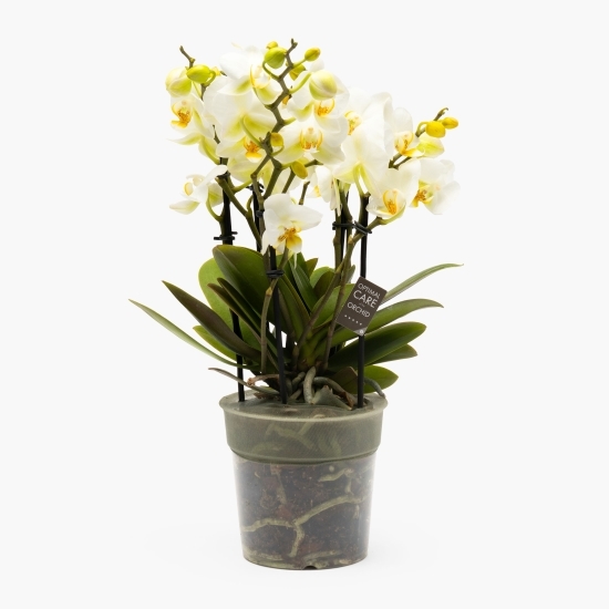 Orhidee Boquetto beauty, culoare alb