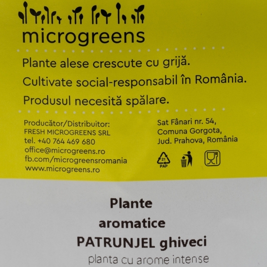 Pătrunjel în ghiveci