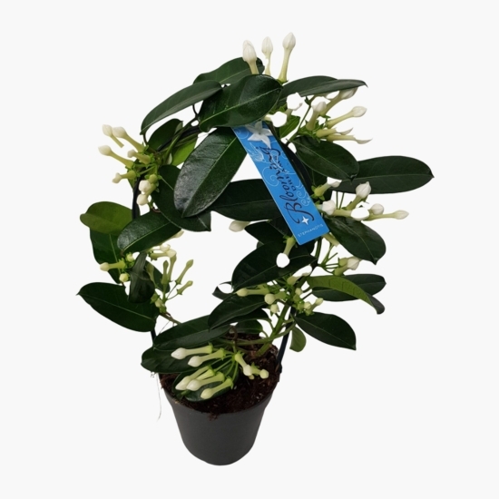 Flori Stephanotis