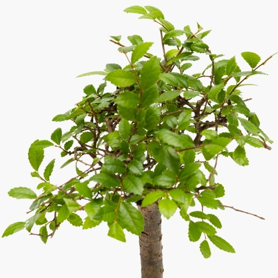 Bonsai, diferite specii
