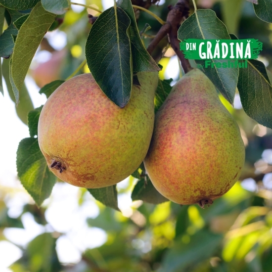 Pere Cure de Voinești minim 1kg