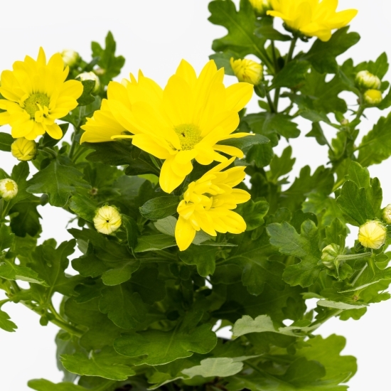 Crizantemă, diferite culori (floare în ghiveci)