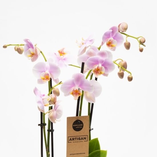 Orhidee Phalaenopsis 4 tije diverse culori, flori în ghiveci