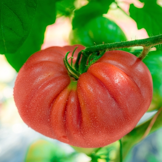 Roșie roz eco Romania 1 buc, minim 300g 
