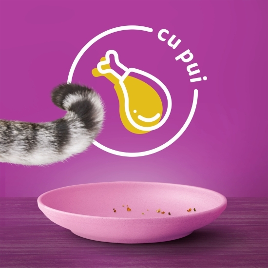 Hrană uscată pentru pisici junior, 800g, cu pui 