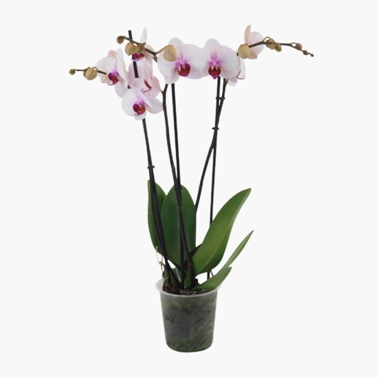 Floare orhidee, 3 stem, diverse culori
