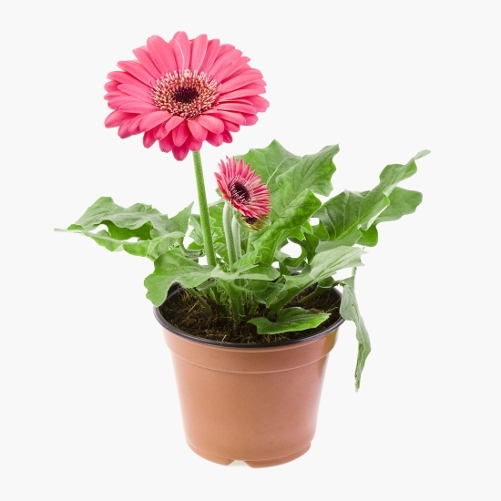 Floare Gerbera, diverse culori