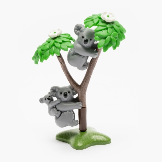 Koala cu pui 4+ ani