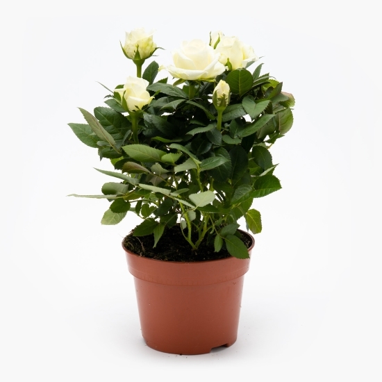 Trandafir în ghiveci 10.5cm, diferite culori (floare în ghiveci)