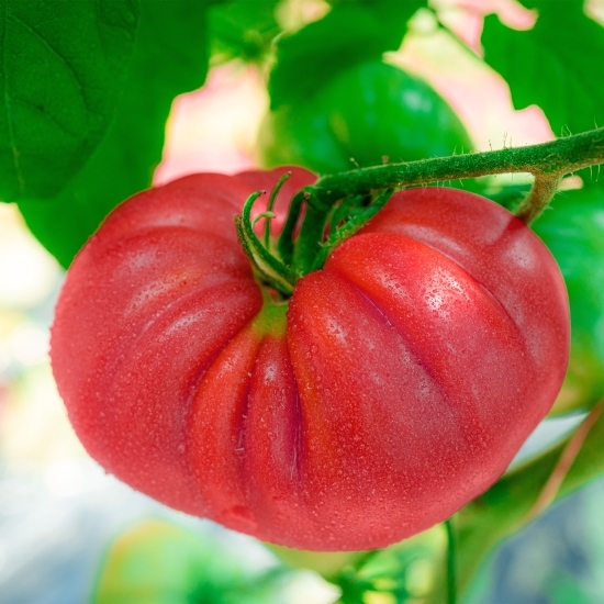 Roșie roz eco România 1 buc, minim 300g 