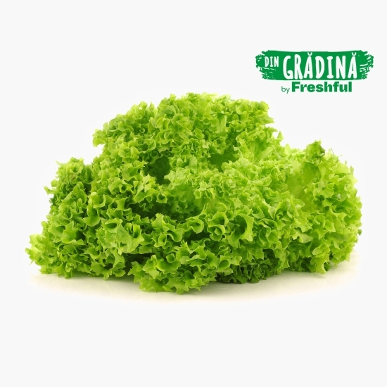 Salată verde Bionda eco 1 bucată, Bioferma Niculești