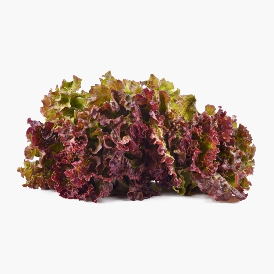 Salată roșie creață România 1 buc