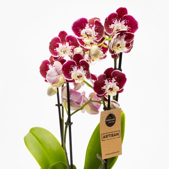 Orhidee Phalaenopsis 4 tije diverse culori, flori în ghiveci