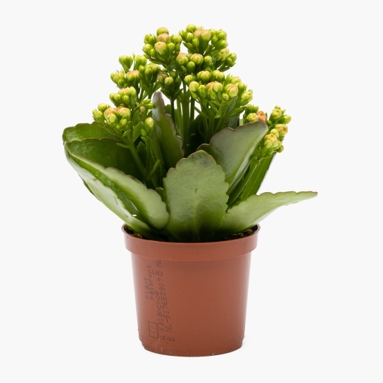 Floare Kalanchoe Rosalina, 7cm