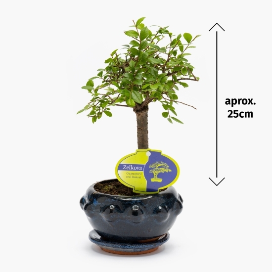 Bonsai, diferite specii