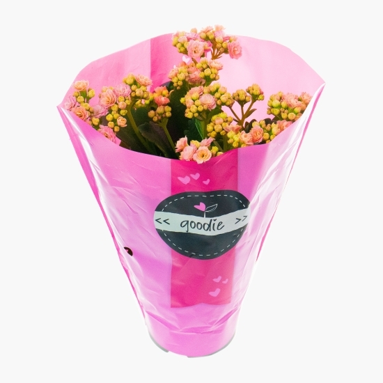 Floare kalanchoe, diferite culori, 10.5cm