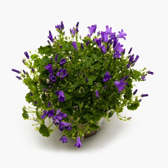Campanula 11cm