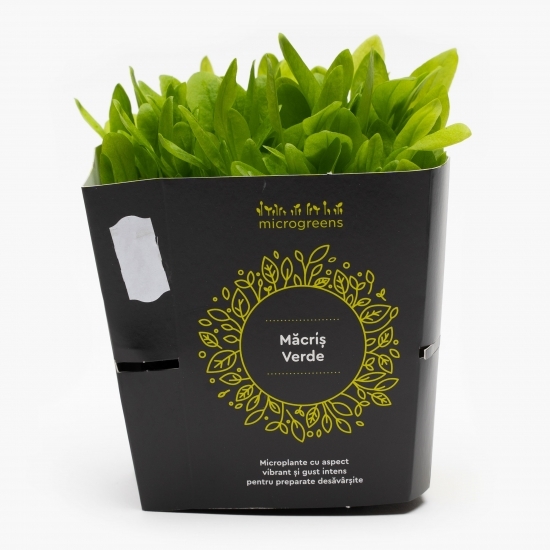 Mix de microplante pentru salată (varză roșie, măcriș verde, floarea-soarelui, mazăre)