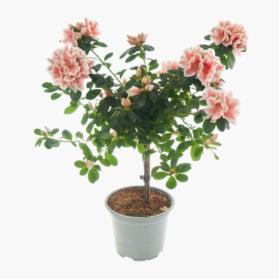 Floare Azalea stem, diverse culori, 12 cm