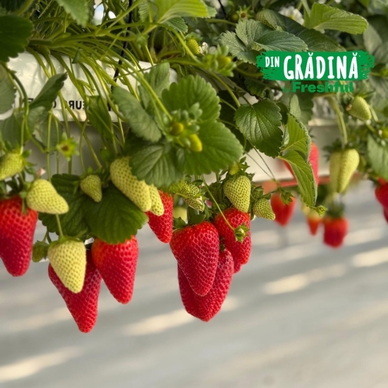 Căpșune de Teslui 500g