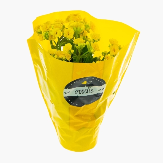 Floare kalanchoe, diferite culori, 10.5cm