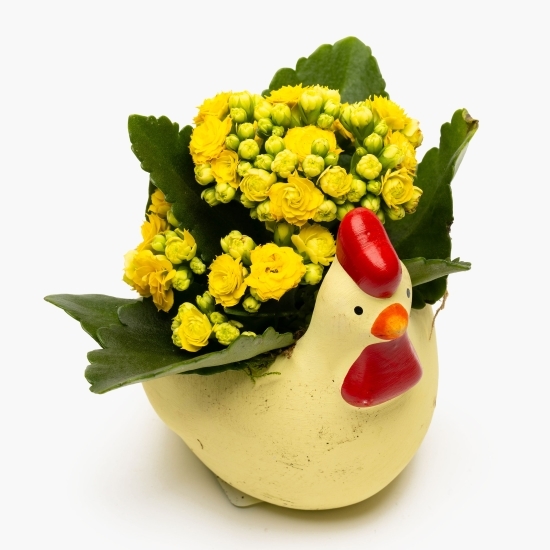 Mini Kalanchoe în vas de ceramică