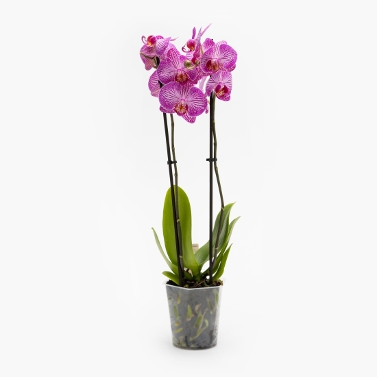 Orhidee Phalaenopsis 2 tije, diferite culori (floare în ghiveci)