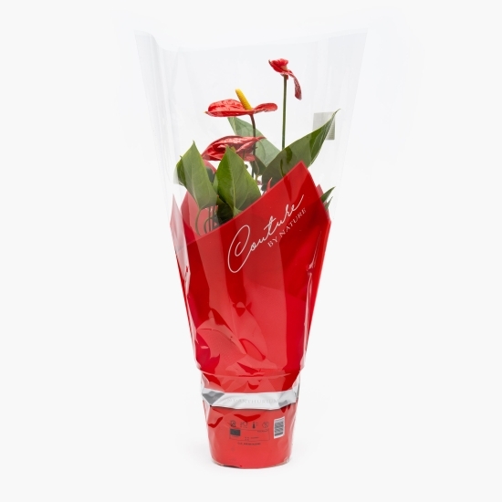 Anthurium Nevada, flori în ghiveci