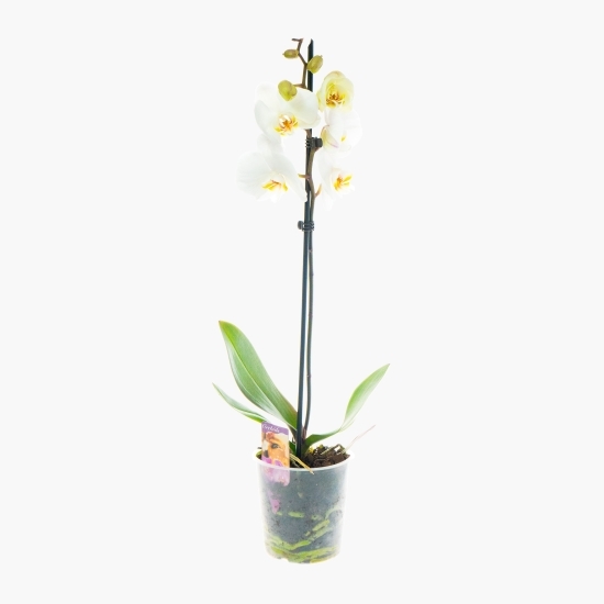 Floare orhidee, o tijă, diferite culori, 12 cm