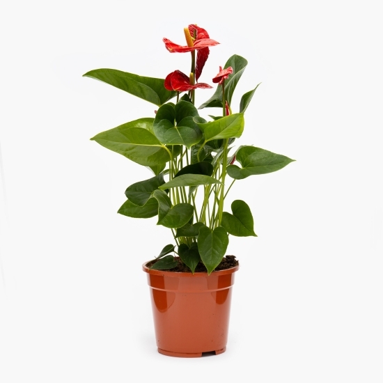 Anthurium Nevada, flori în ghiveci