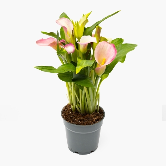 Calla în ghiveci, diverse culori