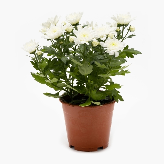 Floare Crizantemă în ghiveci