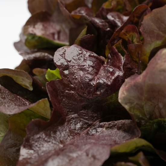 Salată Oakleaf România eco 1 buc