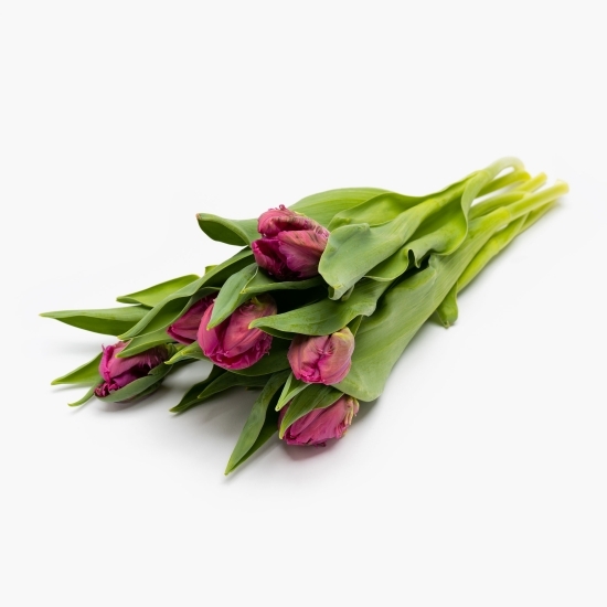 Buchet lalele crețe violet, 7 fire