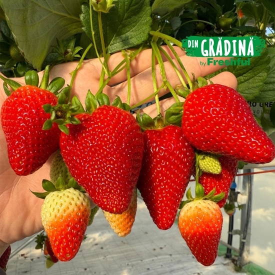Căpșune de Teslui 500g