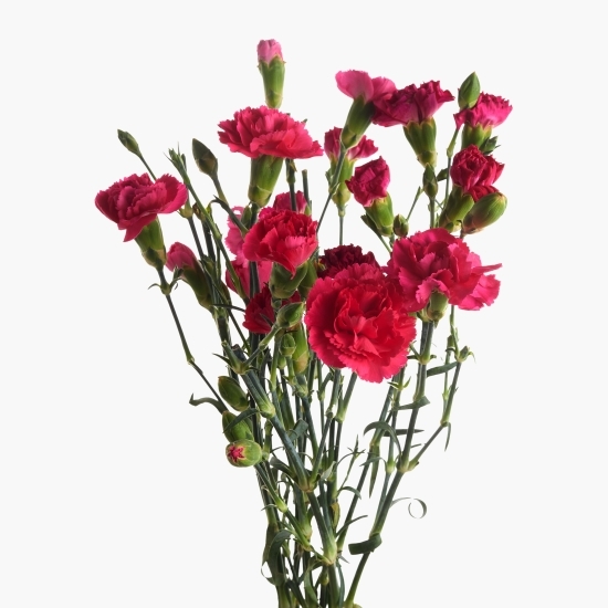 Buchet 7 garofițe, diverse culori
