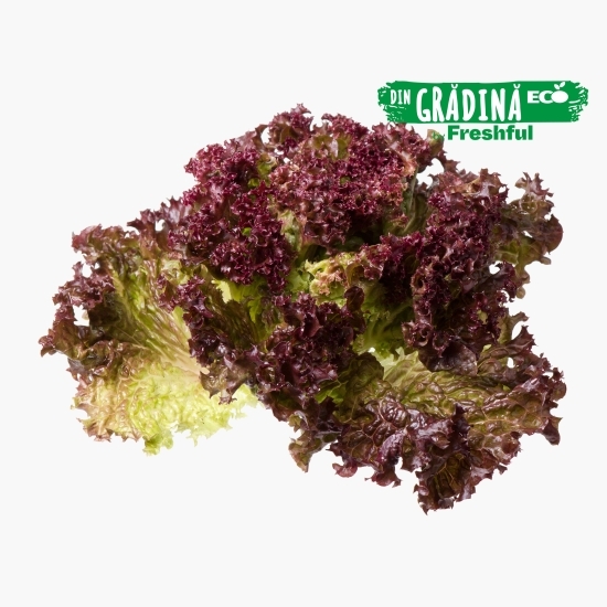 Salată roșie creață Lollo Rossa eco 1 bucată