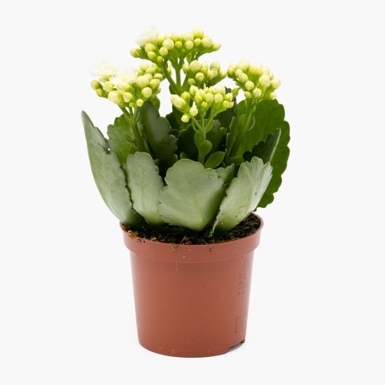 Floare Kalanchoe Rosalina, 7cm