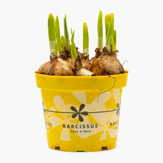 Narcisă în ghiveci, 12cm
