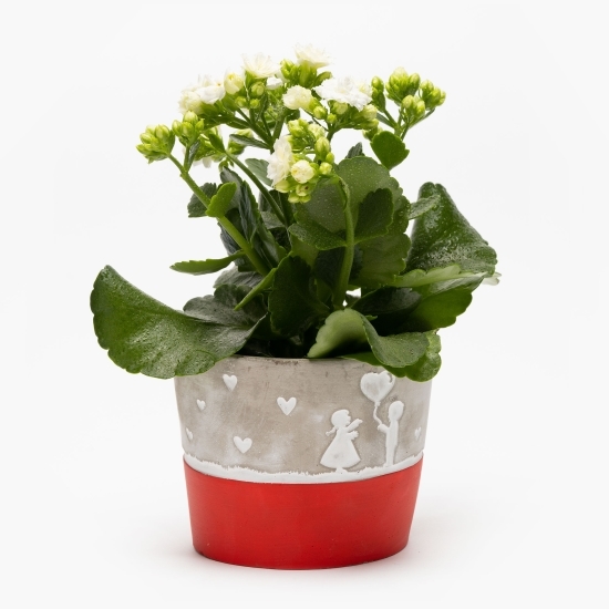 Flori în vas ceramic diferite modele