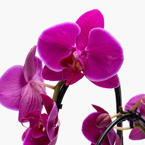 Orhidee Phalaenopsis Aphrodite 2 tije, în cascadă, diametru 12cm, înălțime 50cm, diferite culori (flori în ghiveci)