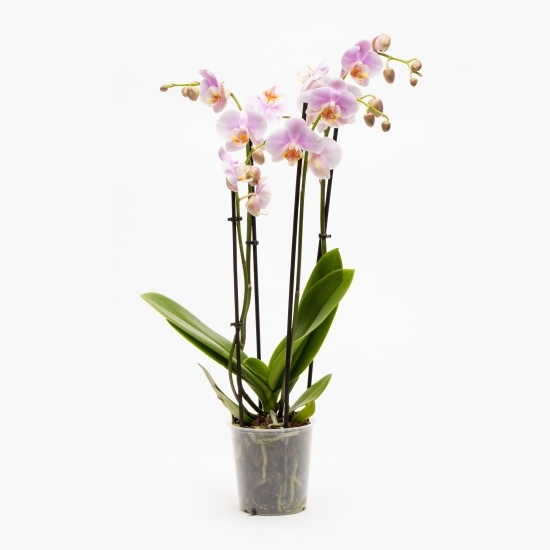 Orhidee Phalaenopsis 4 tije, diverse culori