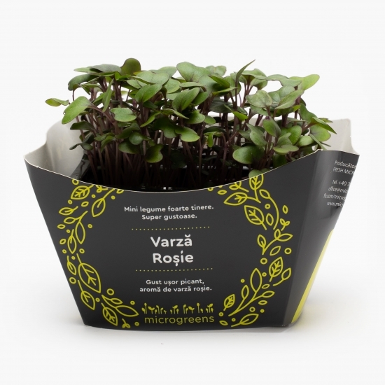 Mix de microplante pentru salată (varză roșie, măcriș verde, floarea-soarelui, mazăre)